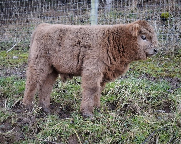 Highland bull calf at Elm Hollow Farm approximately just a few weeks old