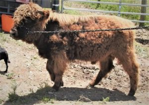Fuzzy Highland bull calf on a halter shedding baby fur and turning black