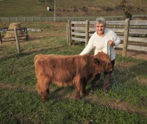 Highland bull calf named Herb at eight months old led on a halter by Nancy Geller