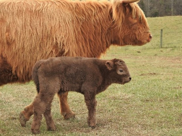 Highland bull calf on first day walking with mother