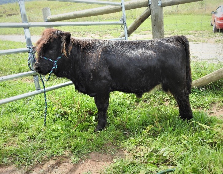 "Kickoff King" a black Highland bull calf tied to a cattle panel during weaning and halter training
