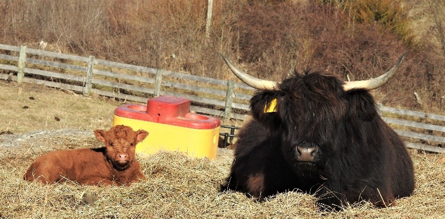 Large Highland bull sitting on hay with his newborn daughter