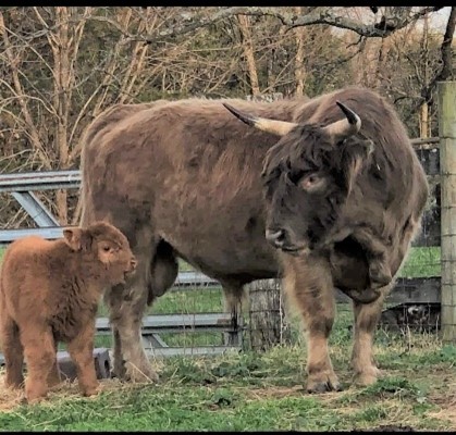 Highland bull with his newborn calf