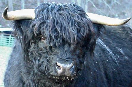 Highland bull with good head conforming with standards