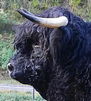 Side view of Highland bull head with short muzzle for proper conformatino