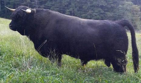 Black Highland Bull standing on a hill showing straight good topline