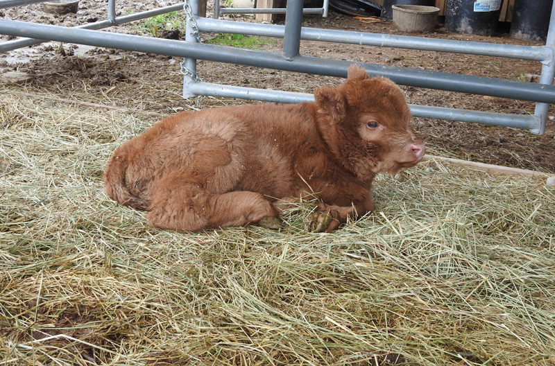 Highland calf Elm Hollow's Josie resting on some hay in the barn
