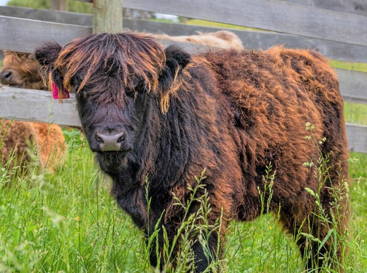 Six month old Highland calf in tall grass shedding fluffy brown winter calf coat for final black fur