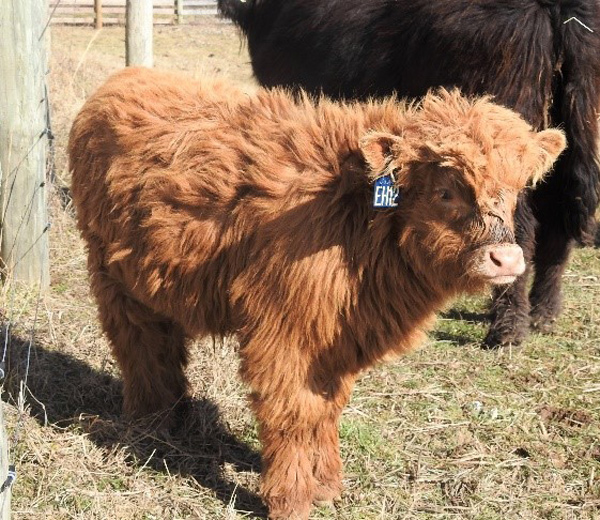 Highland calf Jaxon at 3 months old