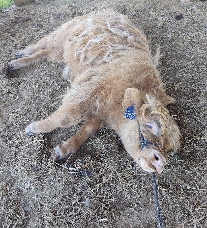 A pale yellow Highland calf refusing to cooperate during halter training