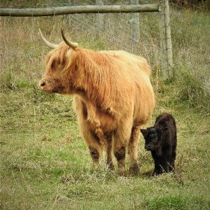Newborn Highland calf with mother at Elm Hollow Farm on green grass