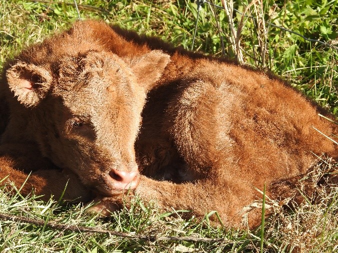 Highland calf curled up in the pasture very young perhaps 1 day old