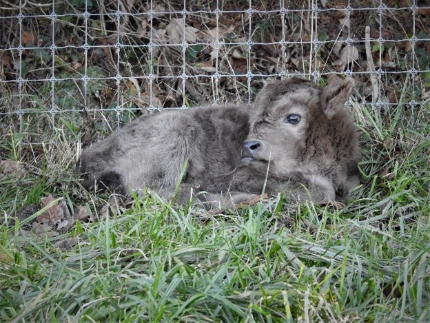 Highland calf Joshua resting on the day of his birth