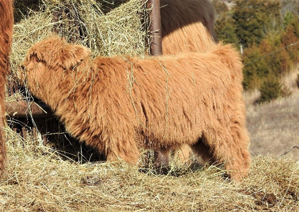 Highland calf Juniper eating hay from feeder