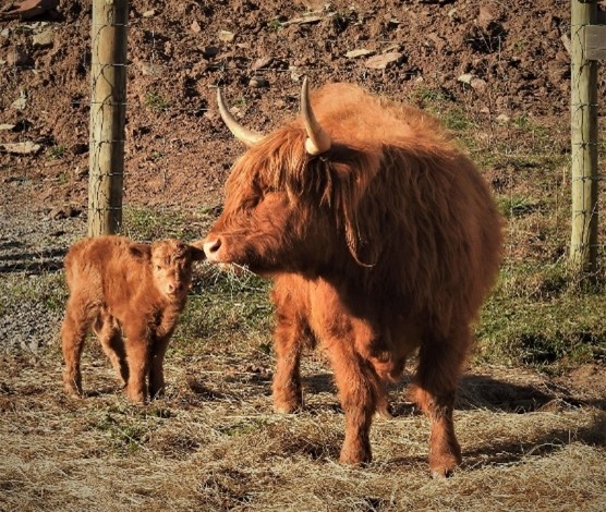 Highland calf Jupiter with his mother on his day of birth