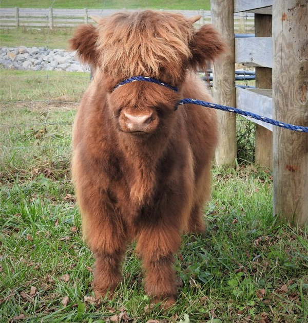 Front view of Highland calf halter training with fence post