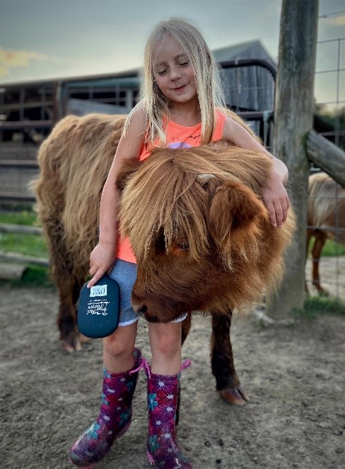 Young girl spending time with Lucy the Highland calf giving her a good brushing