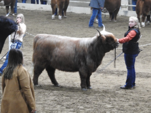 Young girl showing a Highland calf at National Western Stock Show