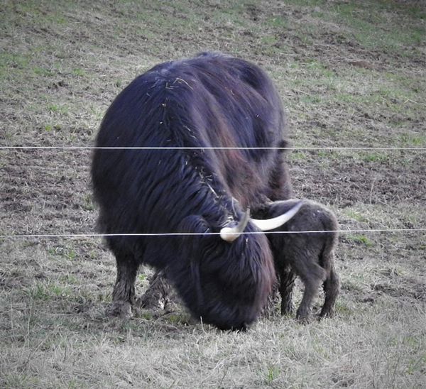 Highland calf drinking from black Highland bull