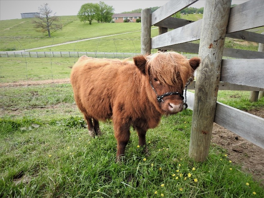 Highland calf being halter trained tied to fence