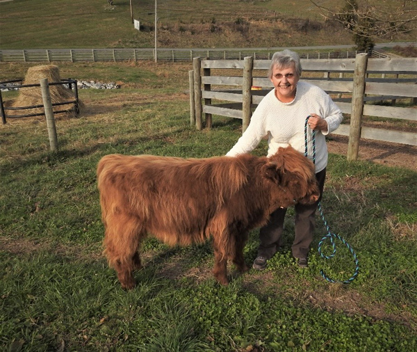 Highland calf red with hints of brindle being handled with halter at pasture