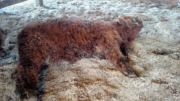 Highland calf refusing to halter train lying in sawdust