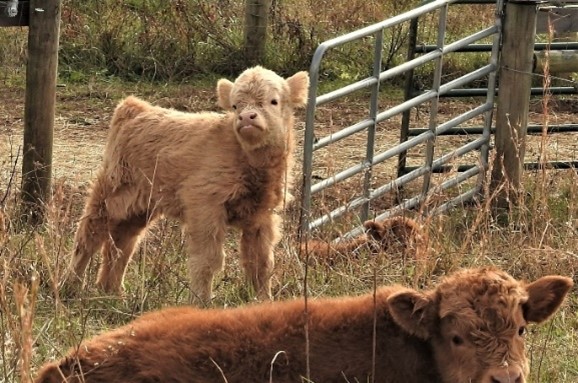 Young light colored Highland calf walking thru a cattle gate