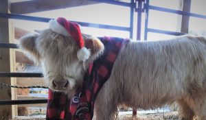 Highland calf wearing a santa hat and scarf at Christmastime