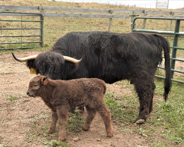 Newborn Highland calf with black cow in fenced paddock