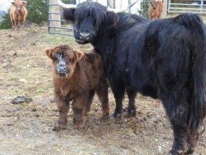 A Highland calf with milk all over his face next to mama