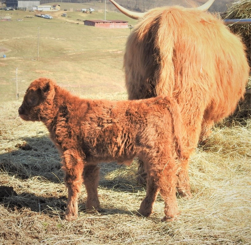 A highland calf standing behind his morther