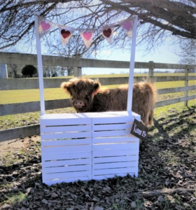A small Highland calf photographed behind a kissing booth