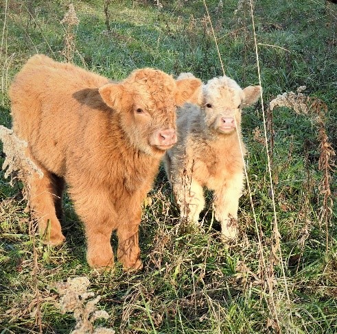 Two small Highland calves best friends in pasture