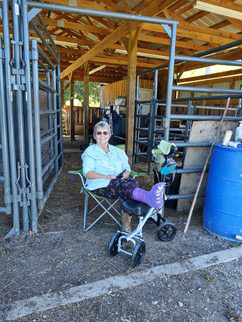 Highland cattle breeder Nancy Geller of Elm Hollow Farm with broken ankle seated in wheelchair in cattle handling barn