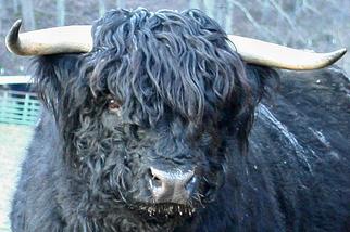 Perfect conformation of horns on a black Highland bull
