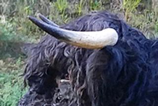 Highland bull side view of head with perfect set of horns