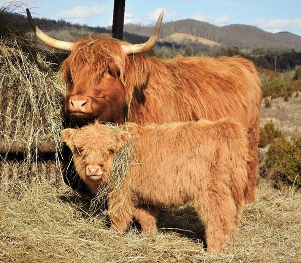 Highland cow calf pair with red mother and yellow calf by the hay feder