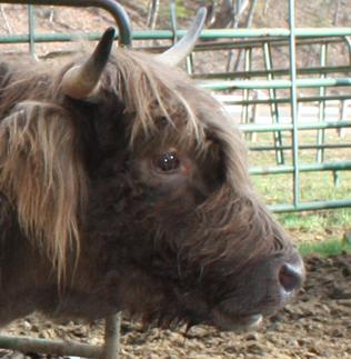 Long headed Highland cattle not conforming with standards