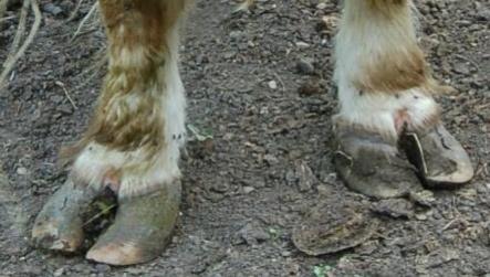 Bad feet on Highland cattle example