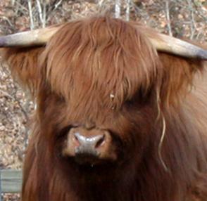 Highland bull with bushy forelock meeting standards