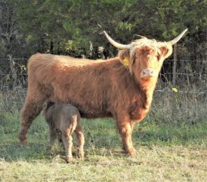 Highland Cow Ban Diuc nursing her calf