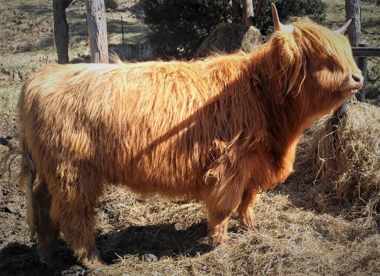 Stocky yellow Highland cow standing near hay profile view