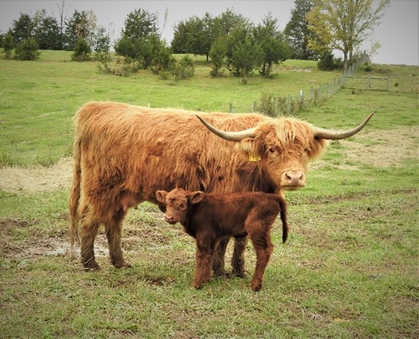 Highland cow "Fozzie Girl" with her cute little newborn calf