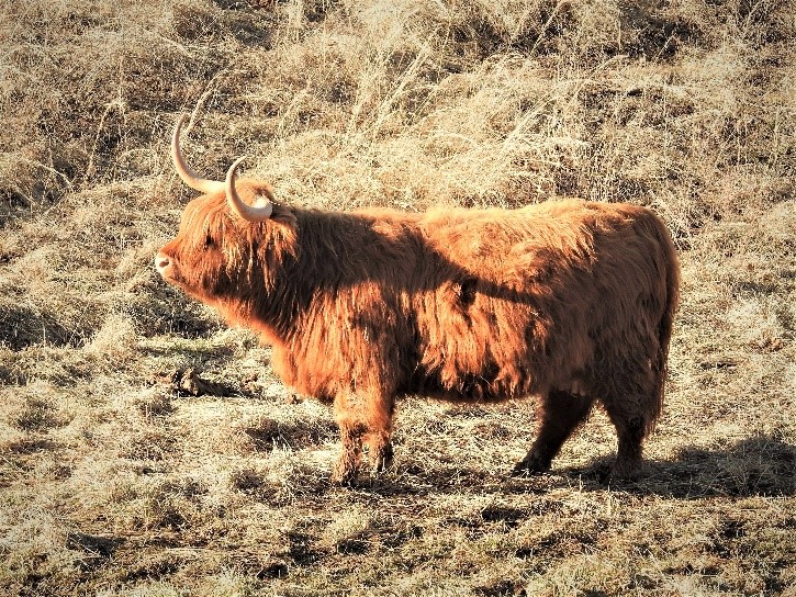 A fully-matured Highland cow with magnificent horns