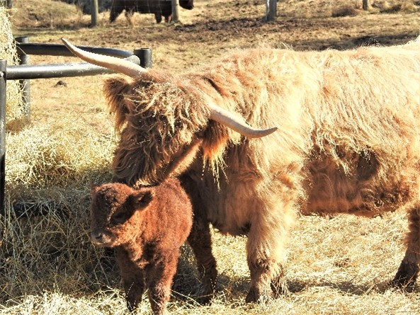 Highland cow named Muideag licking her young calf clean