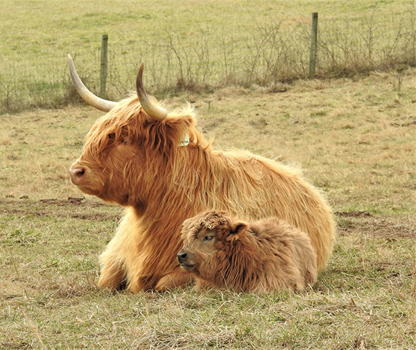 Dun colored highland calf at rest in pasture alongside her mother