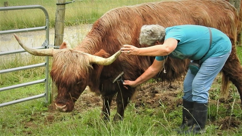Nancy Geller of Elm Hollow Farm brushes out a Highland cow in the pasture