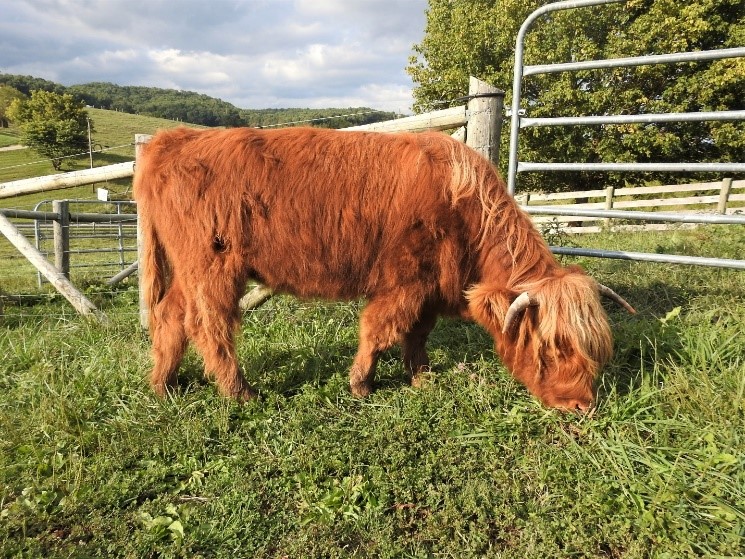 Highland cow grazing pasture with red fur and long blonde forelocks