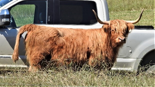 Profile view of Highland cow in tall grass standing alongside a pickup truck