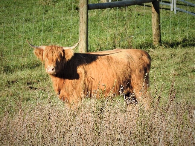 Large mature Highland cow looking at camera from a distance in tall grassy meadow